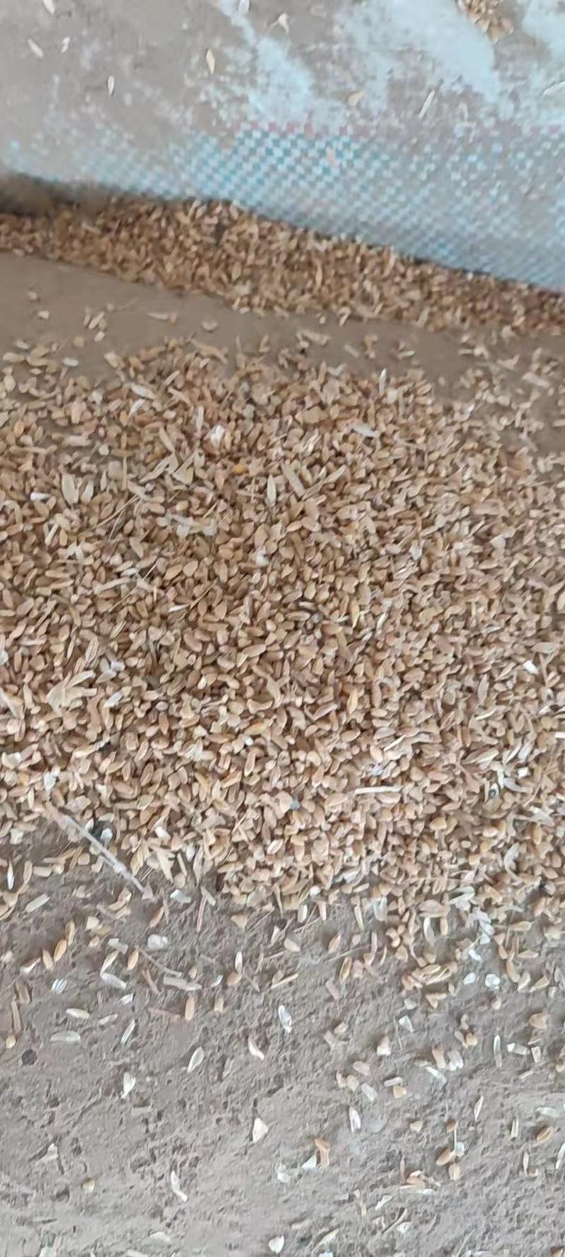 碎小麦，小麦，无土，无沙，无霉变，养殖饲料麦，养殖好饲料