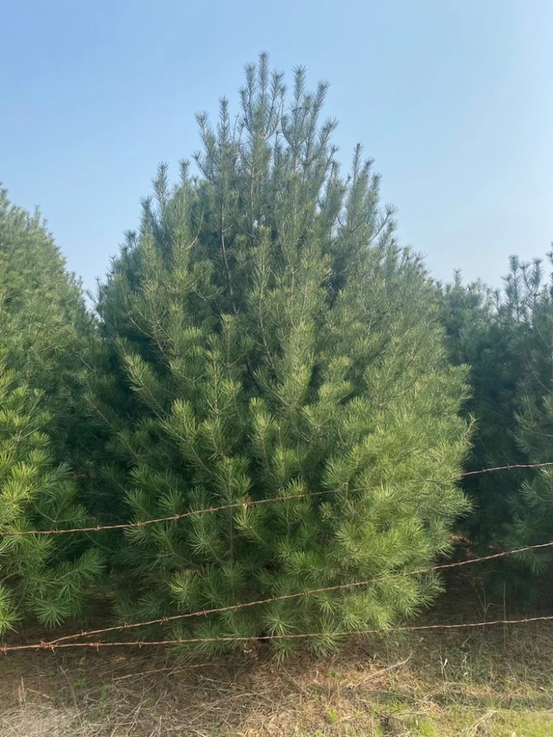 4米白皮松，4米5白皮松免费提供种植技术，成活率高