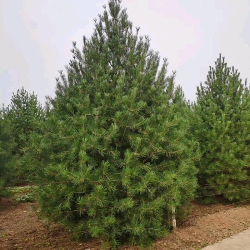 4米白皮松，4米5白皮松免费提供种植技术，成活率高