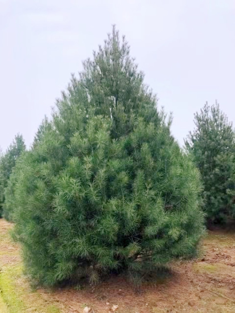 4米白皮松，4米5白皮松免费提供种植技术，成活率高