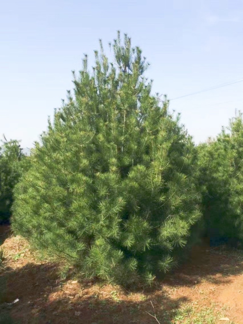 4米白皮松，4米5白皮松免费提供种植技术，成活率高