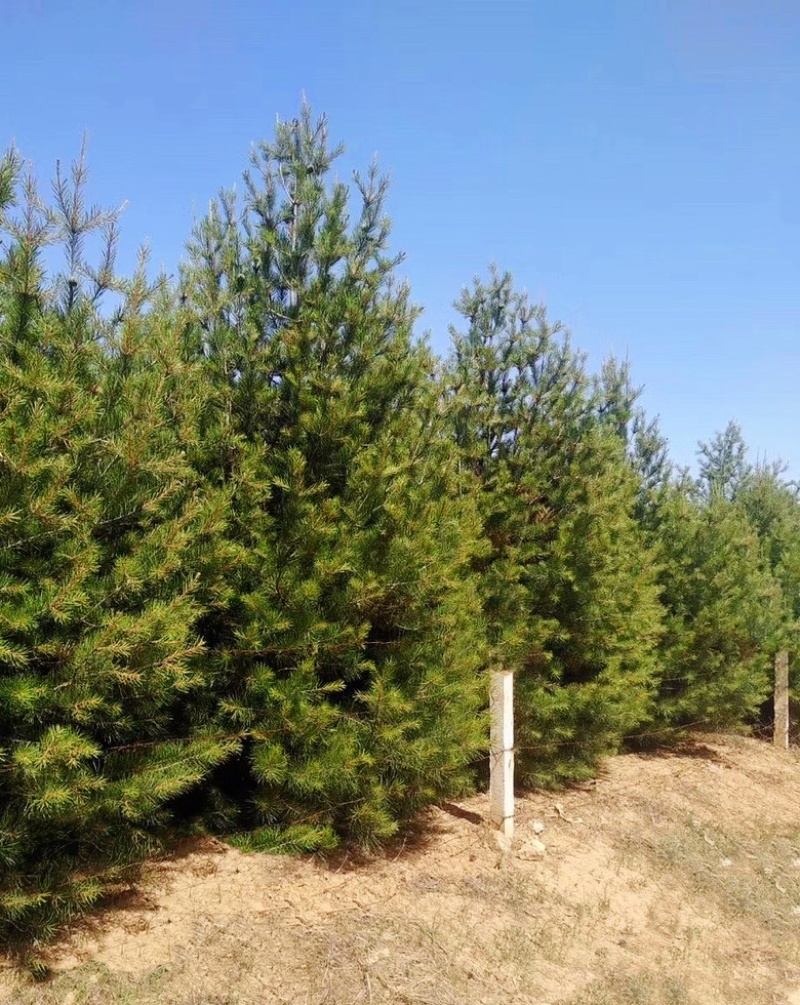 4米白皮松，4米5白皮松免费提供种植技术，成活率高