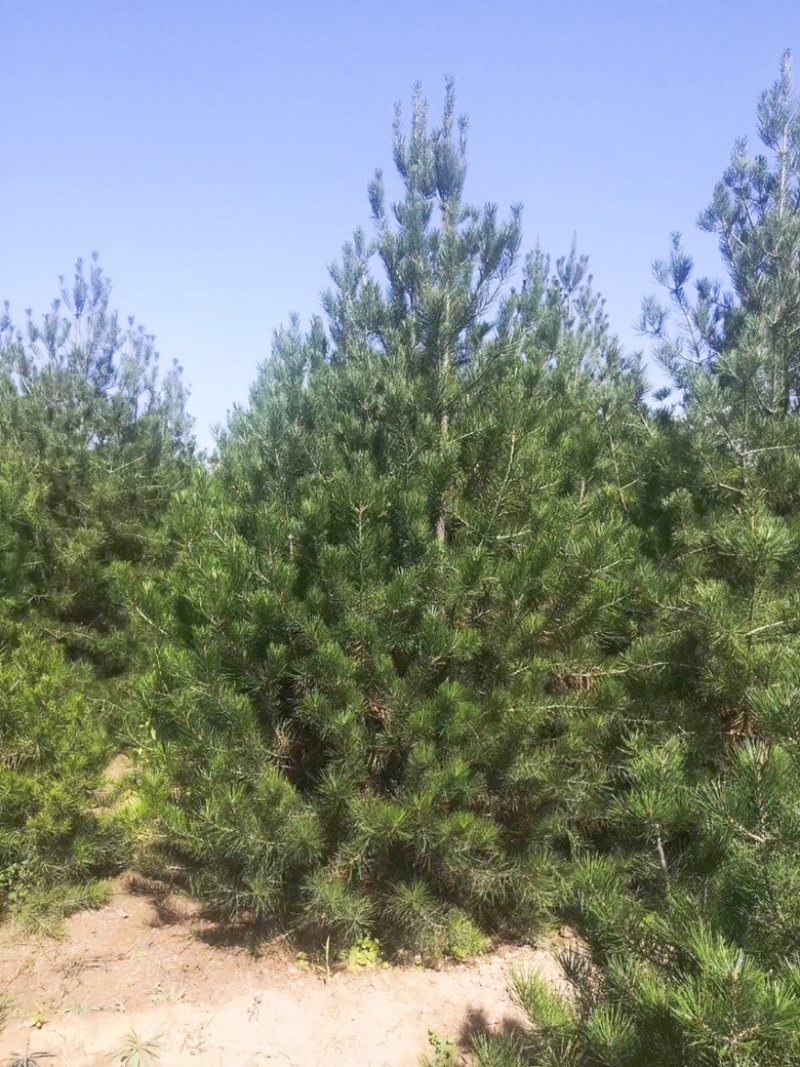 4米白皮松，4米5白皮松免费提供种植技术，成活率高