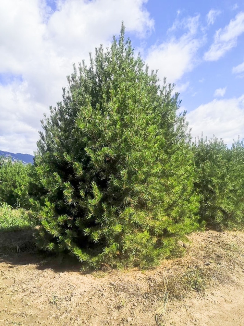 4米白皮松，4米5白皮松免费提供种植技术，成活率高
