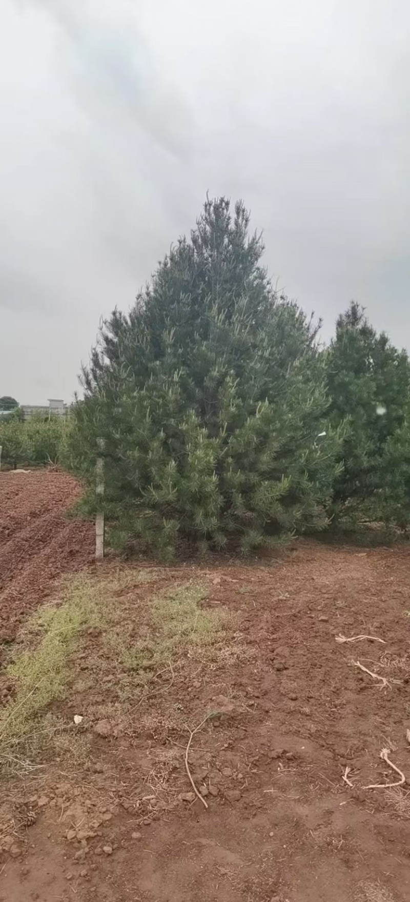 4米白皮松，4米5白皮松免费提供种植技术，成活率高