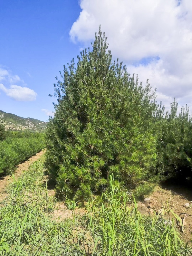 4米白皮松，4米5白皮松免费提供种植技术，成活率高