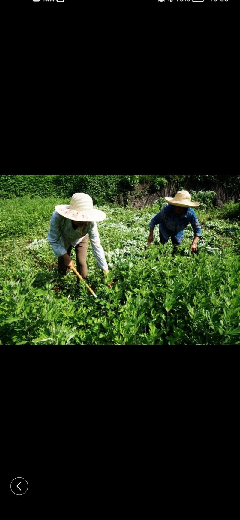 新鲜艾草【产地供应+保质保量】