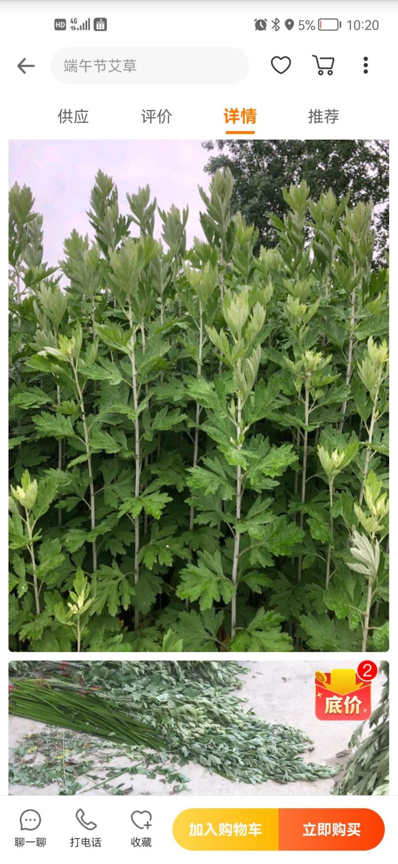 新鲜艾草【产地供应+保质保量】