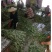 新鲜艾草【产地供应+保质保量】
