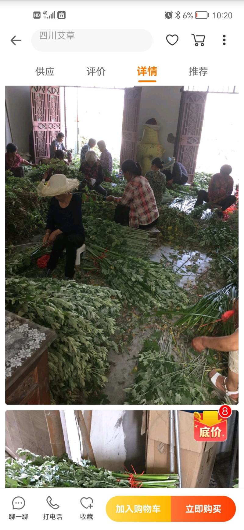 新鲜艾草【产地供应+保质保量】