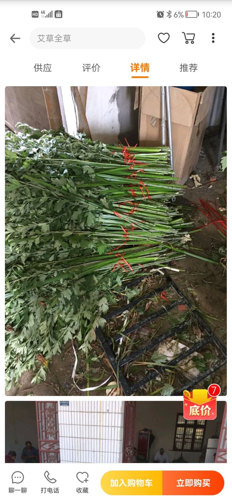 新鲜艾草【产地供应+保质保量】