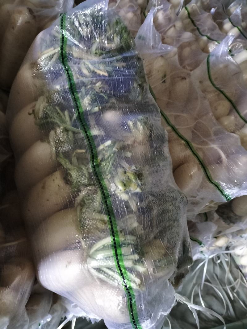 几百亩，白萝卜现在大量上市中，以市场商超电商，腌制为主