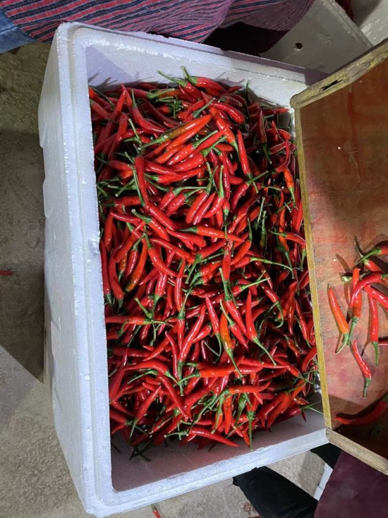 小米辣，质量很好。都是新苗呢
