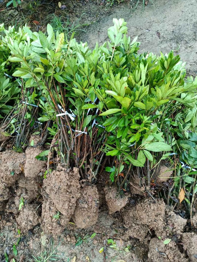 黑竹
