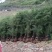 黑竹