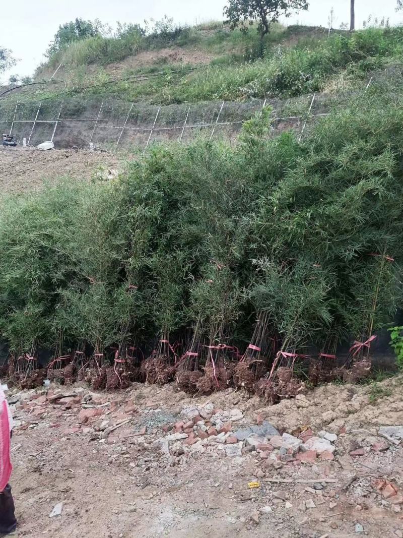 黑竹