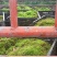 黑竹