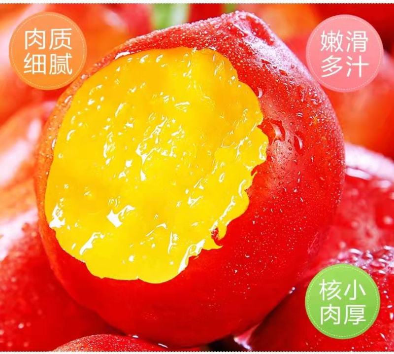 【精选】湖北襄阳枣阳油桃/毛桃产地一手货源现采现发一条龙