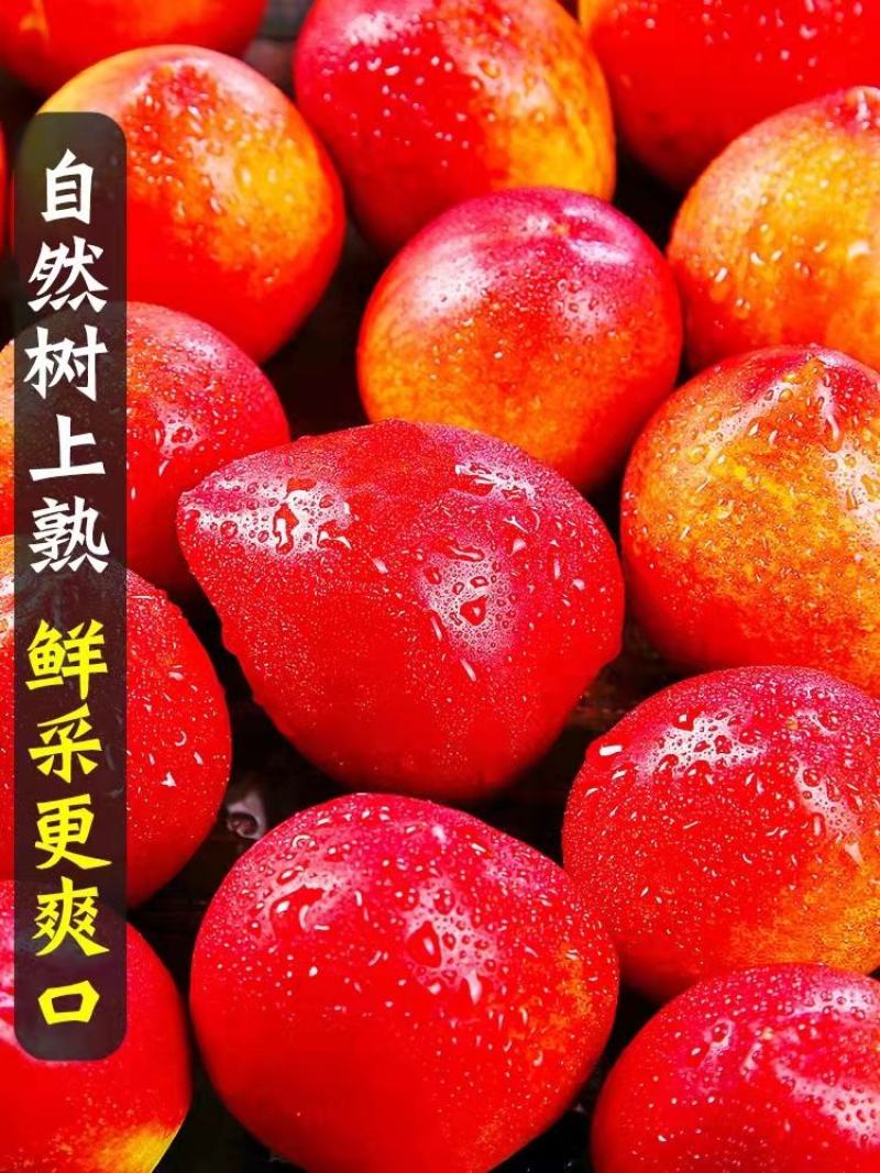 【精选】湖北襄阳枣阳油桃/毛桃产地一手货源现采现发一条龙