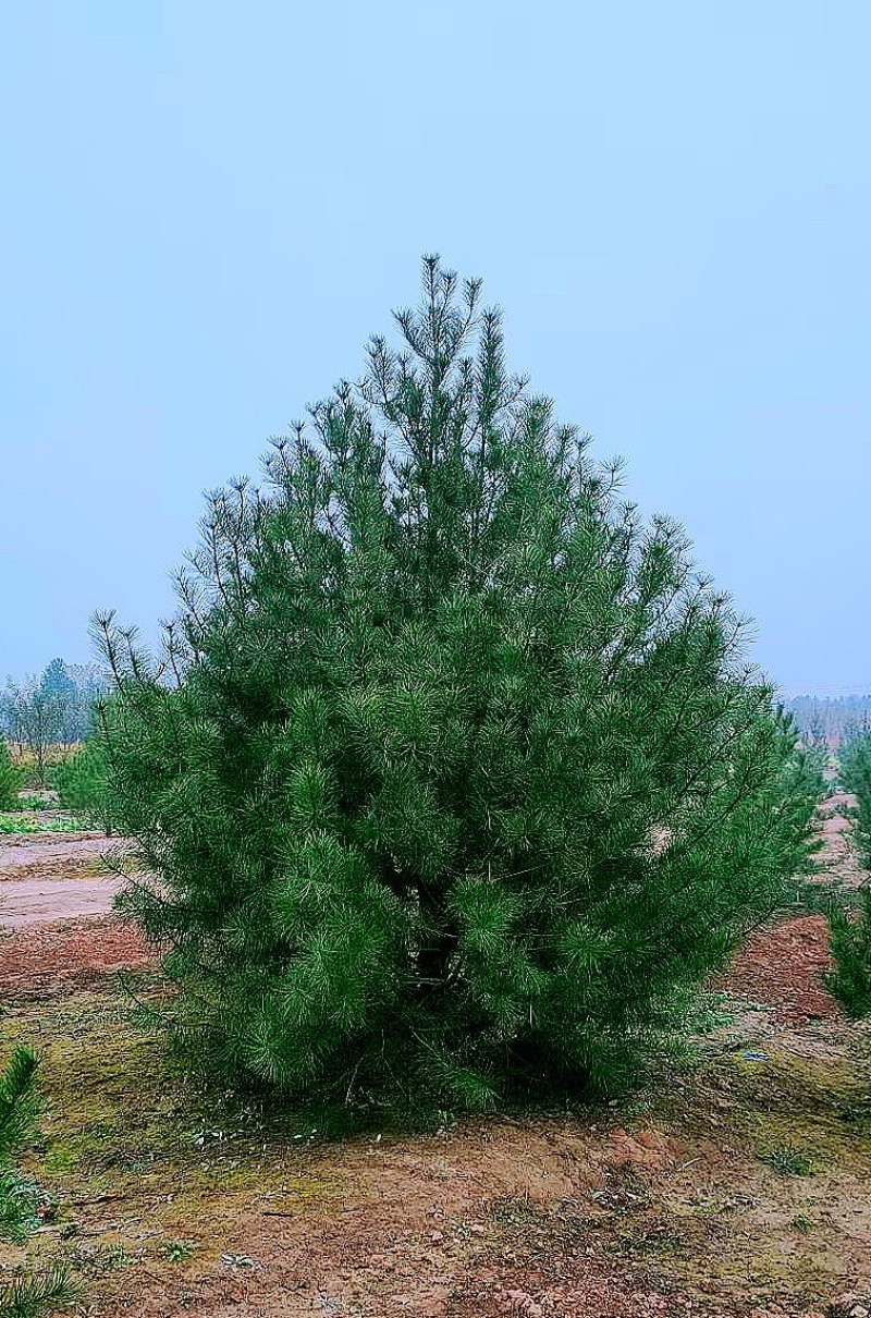 4米白皮松，4米5白皮松免费提供种植技术，成活率高
