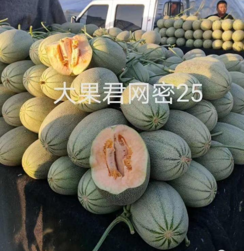 君网蜜二十五F1哈蜜种子抗病大里中中细网纹含糖19度桔红