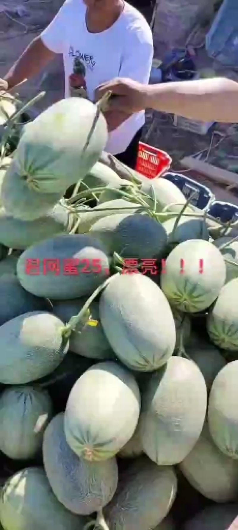 君网蜜二十五F1哈蜜种子抗病大里中中细网纹含糖19度桔红