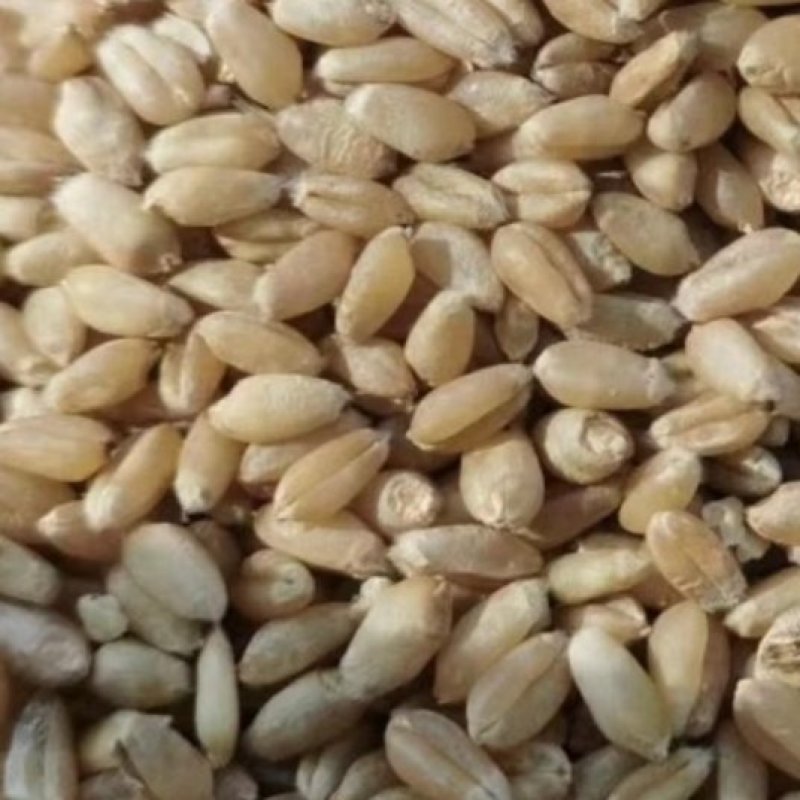 精品小麦基地直供一手货源品质保证诚信经营！