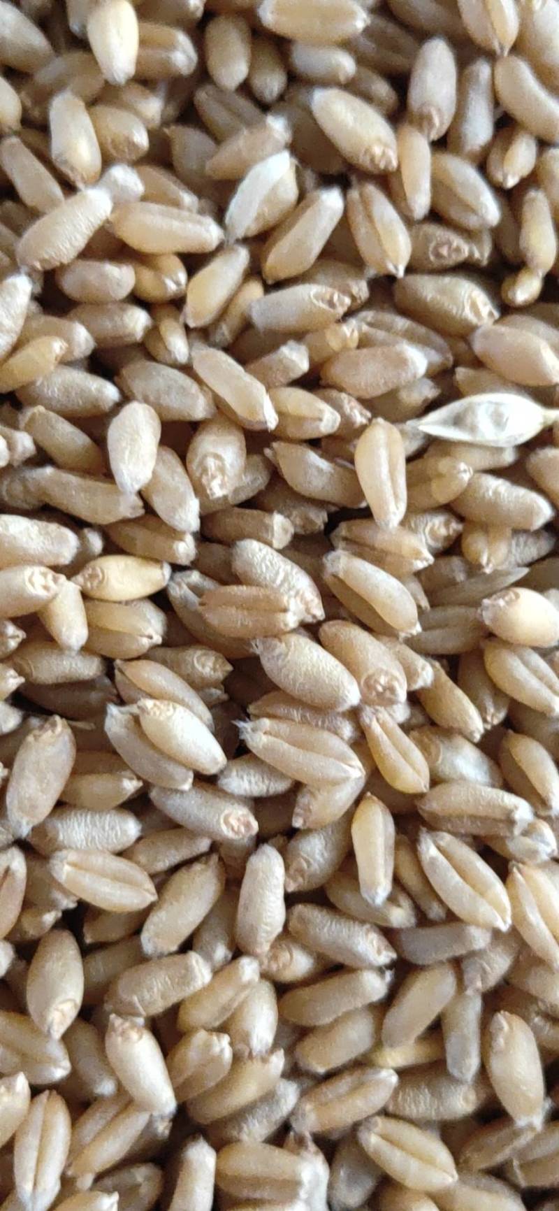 精品小麦基地直供一手货源品质保证诚信经营！