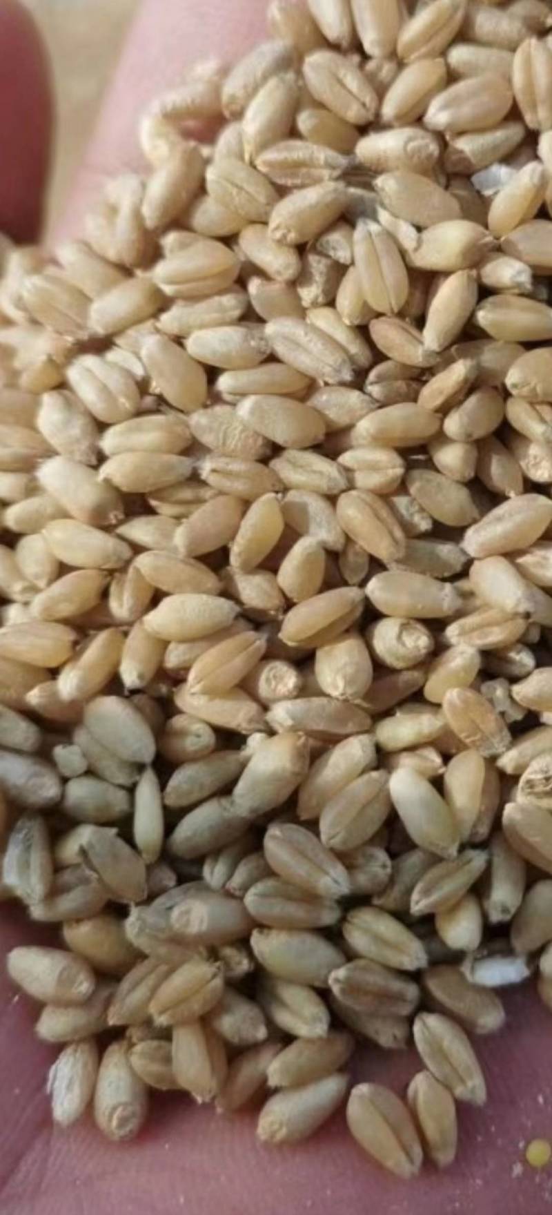 精品小麦基地直供一手货源品质保证诚信经营！