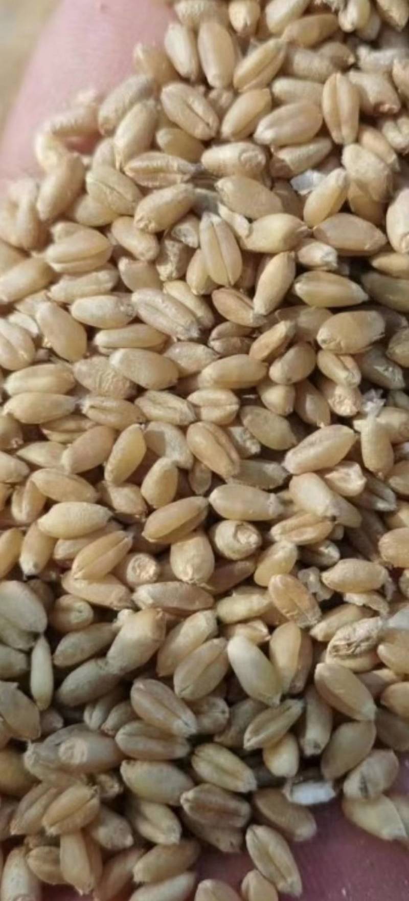 精品小麦基地直供一手货源品质保证诚信经营！