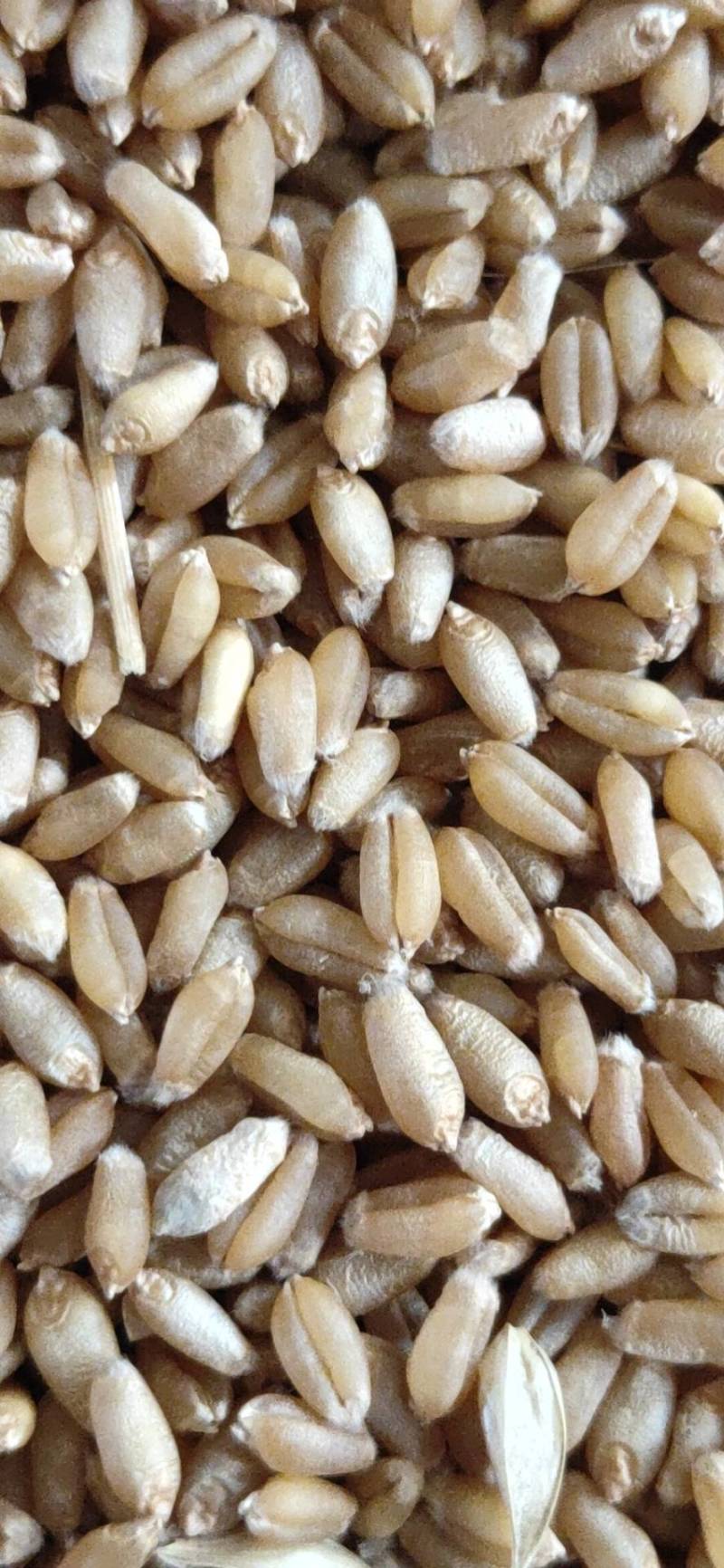 精品小麦基地直供一手货源品质保证诚信经营！