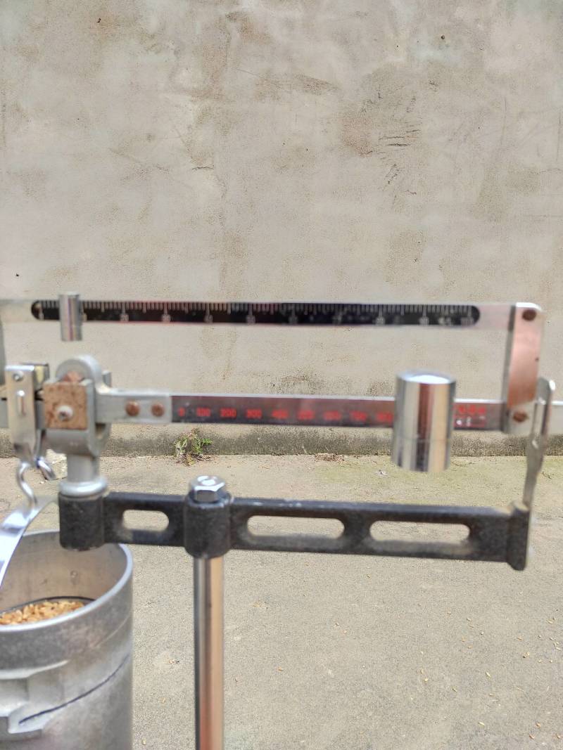 精品小麦基地直供一手货源品质保证诚信经营！