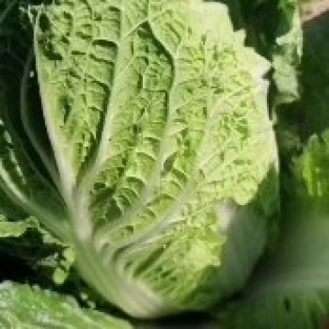 精品大白菜一手货源地头装车没有差价