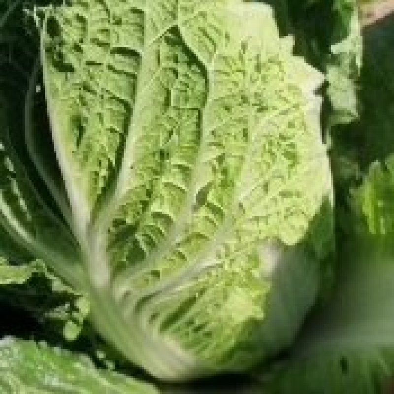 精品大白菜一手货源地头装车没有差价