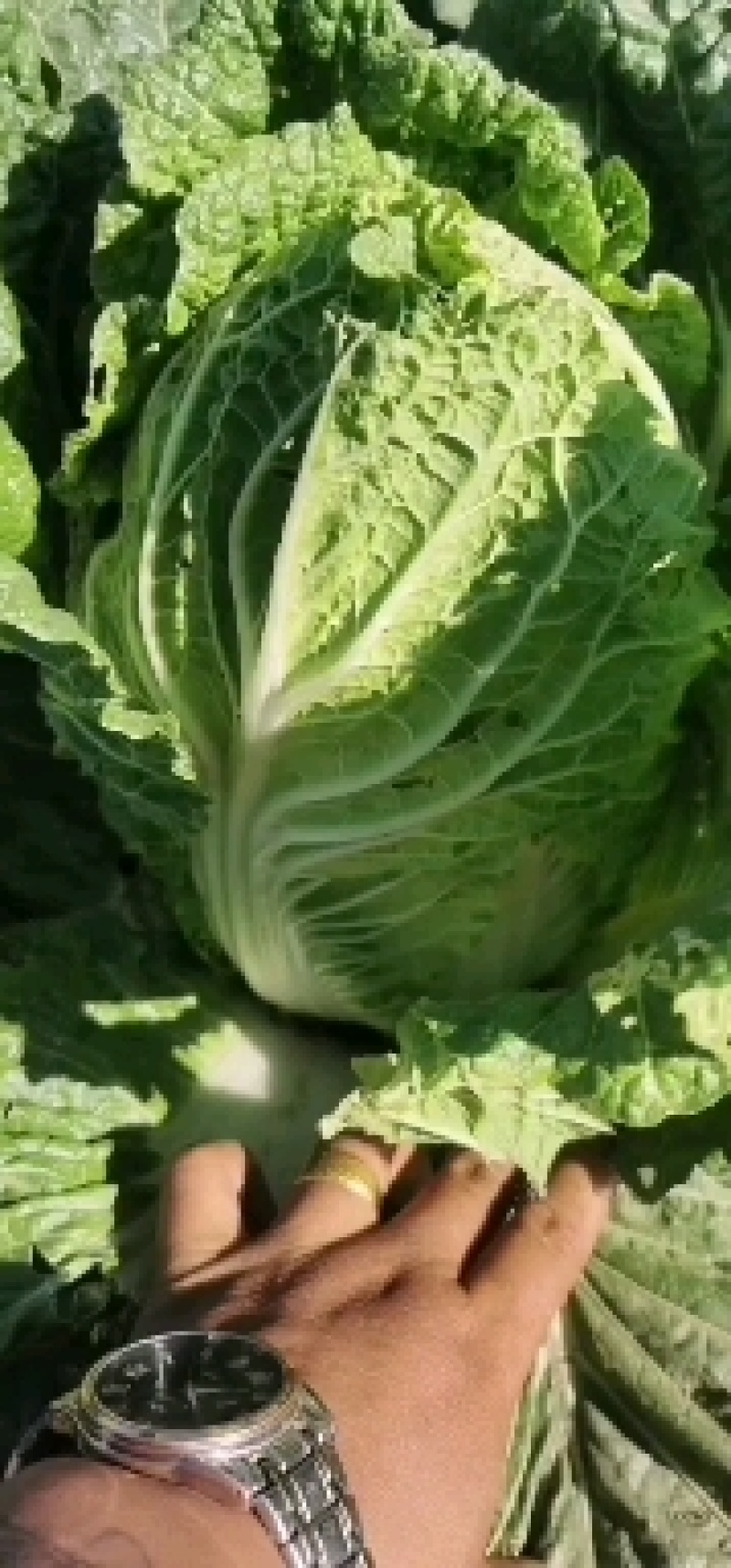 精品大白菜一手货源地头装车没有差价