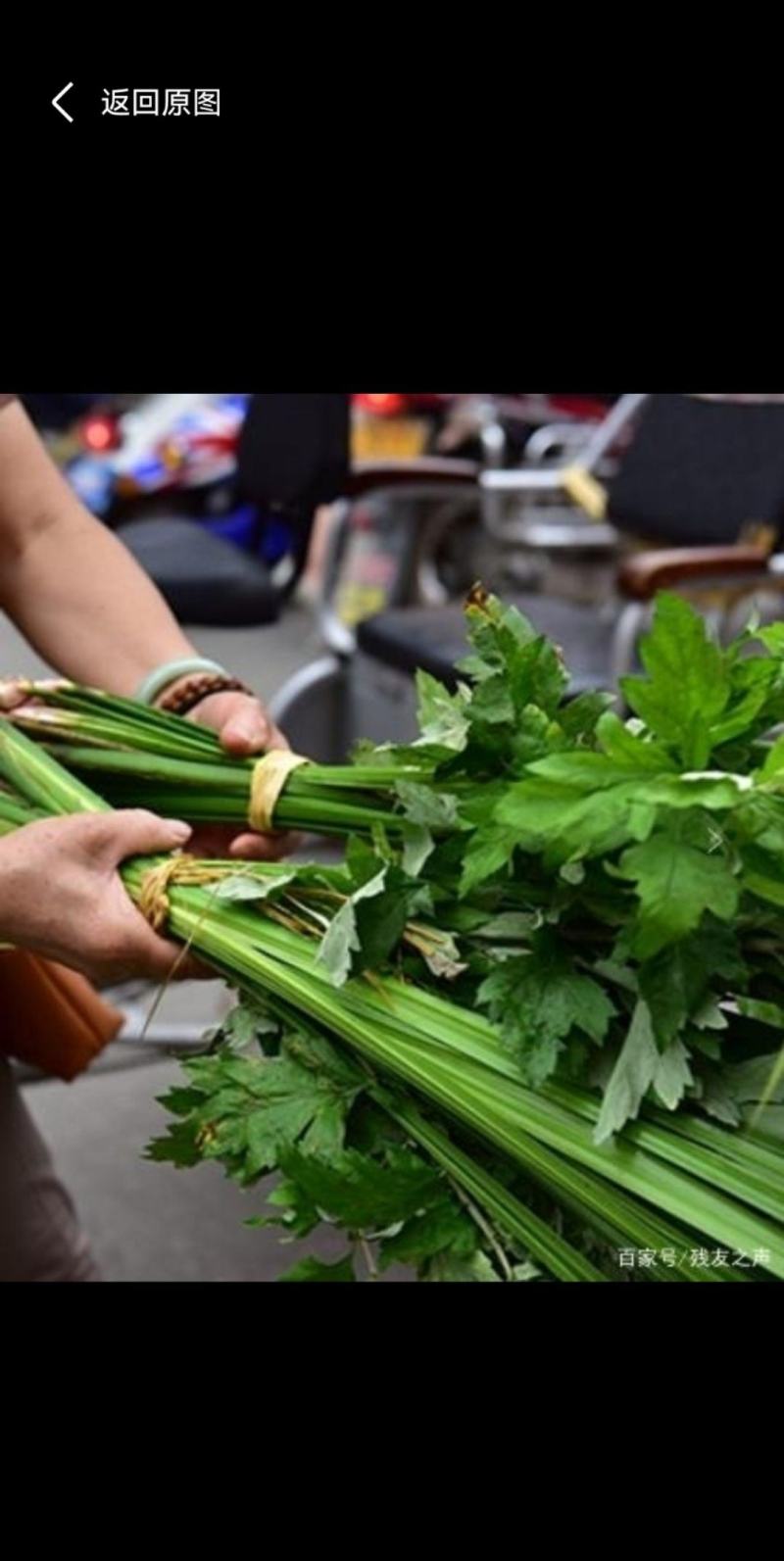 新鲜艾草【产地供应+保质保量】