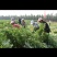新鲜艾草【产地供应+保质保量】