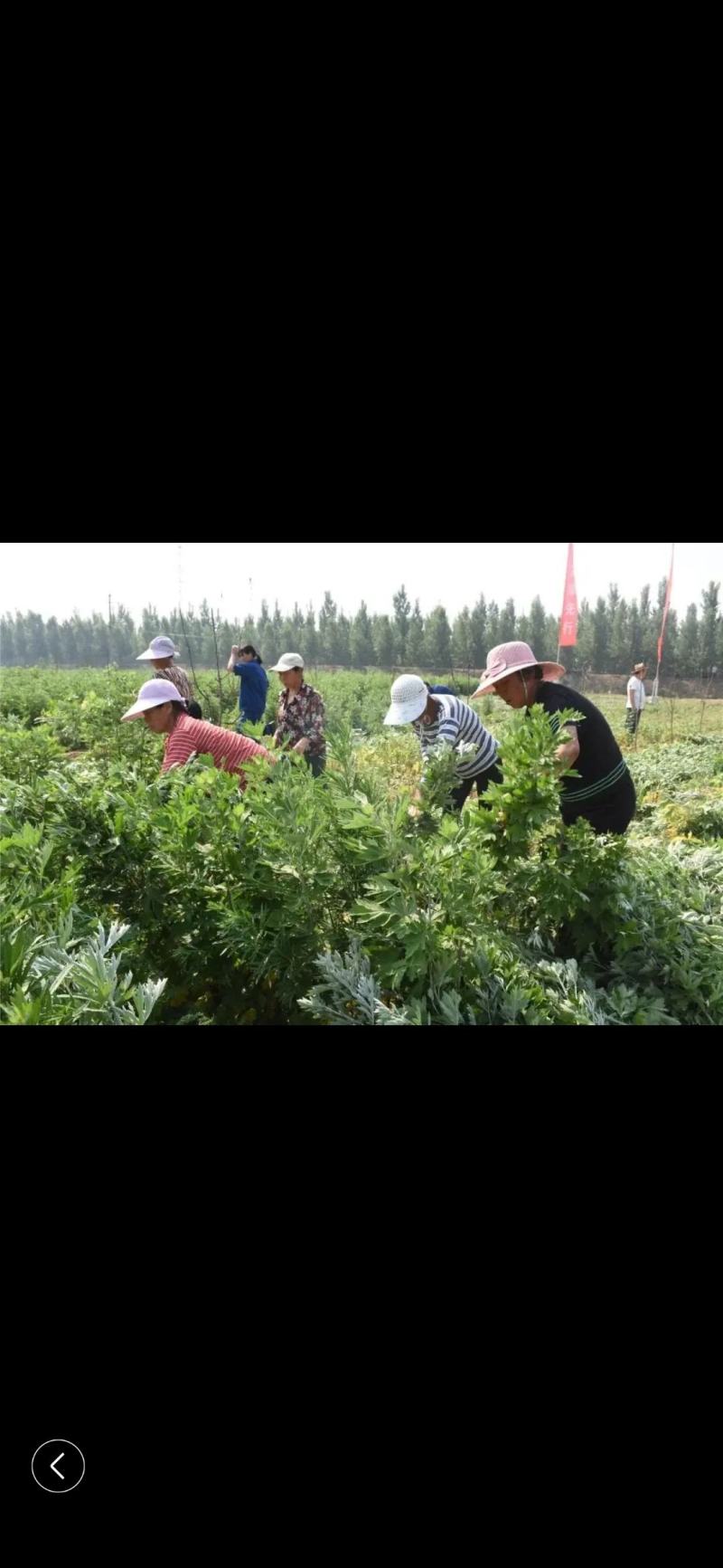 新鲜艾草【产地供应+保质保量】