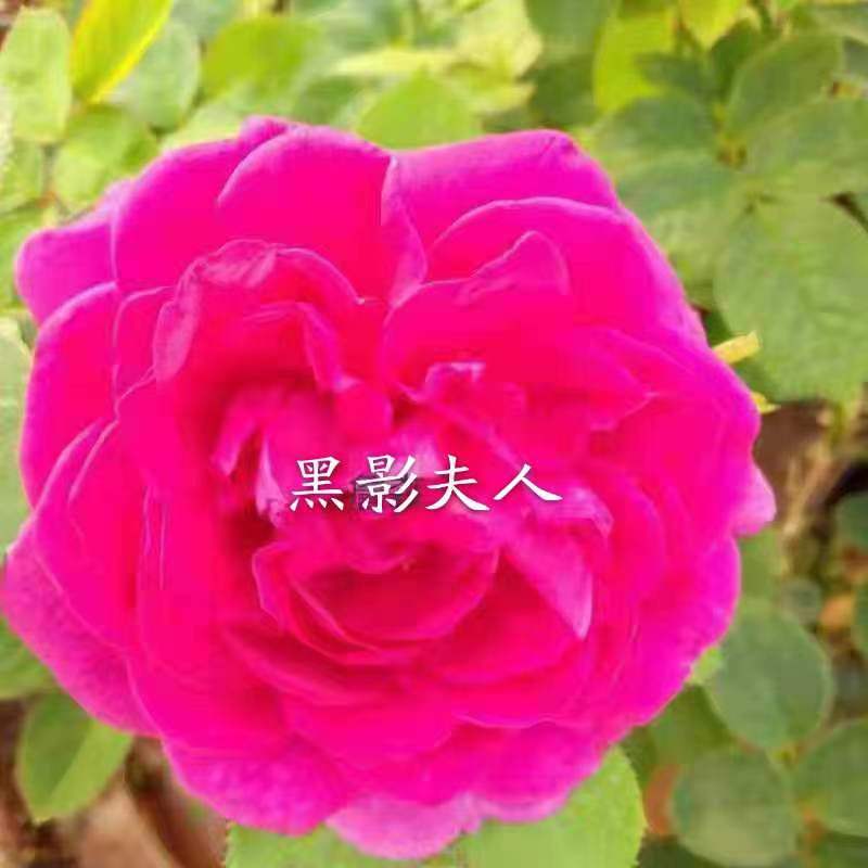 爬藤月季小苗