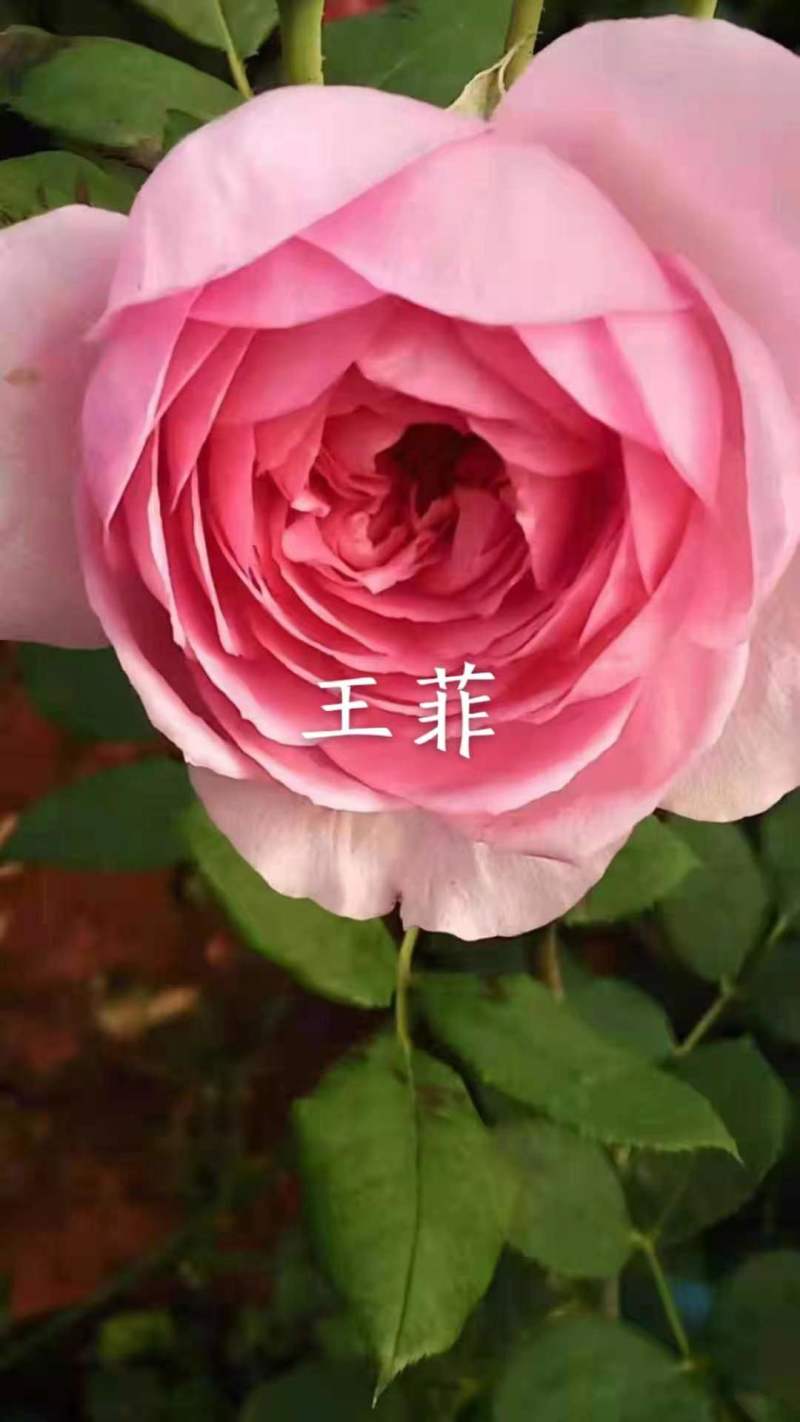 爬藤月季小苗