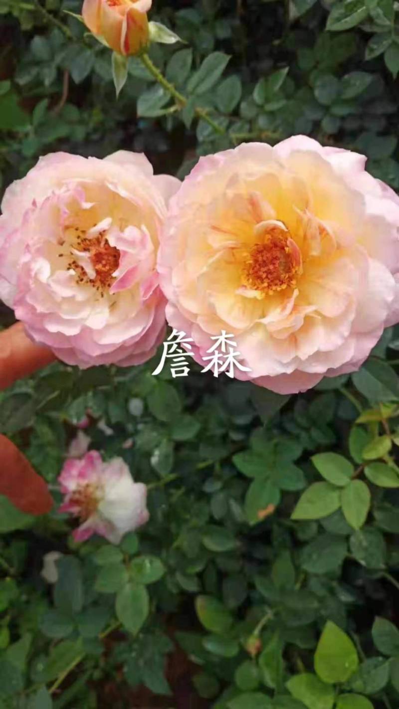 爬藤月季小苗