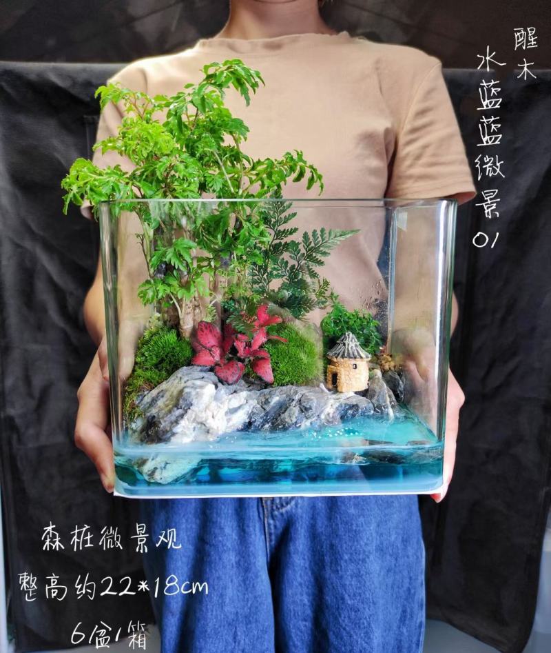 夏日清爽主推水蓝蓝微景01～/盆6盆/箱