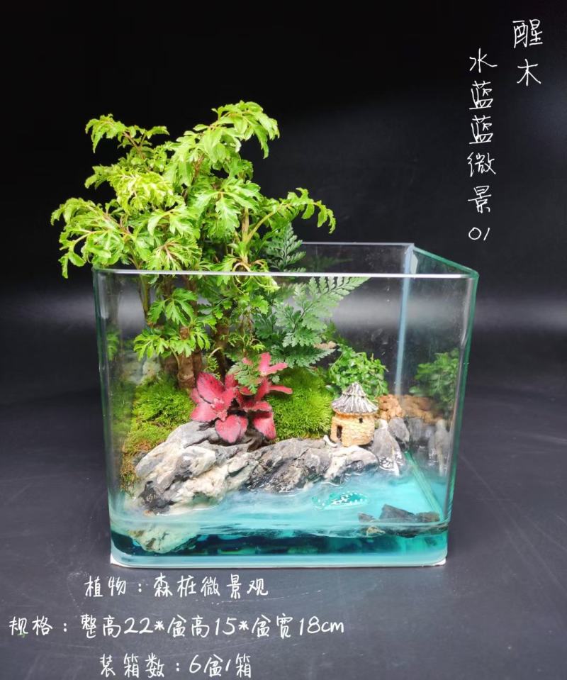 夏日清爽主推水蓝蓝微景01～/盆6盆/箱