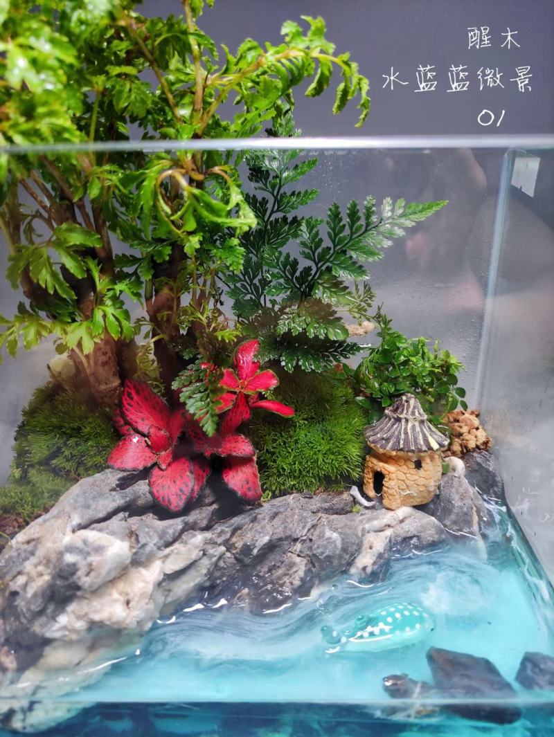 夏日清爽主推水蓝蓝微景01～/盆6盆/箱