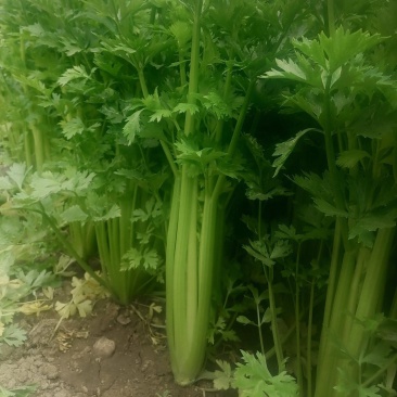 芹菜精品芹菜，货源充足，欢迎各地老板采购