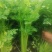 芹菜精品芹菜，货源充足，欢迎各地老板采购