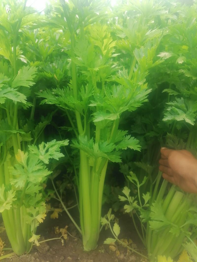 芹菜精品芹菜，货源充足，欢迎各地老板采购