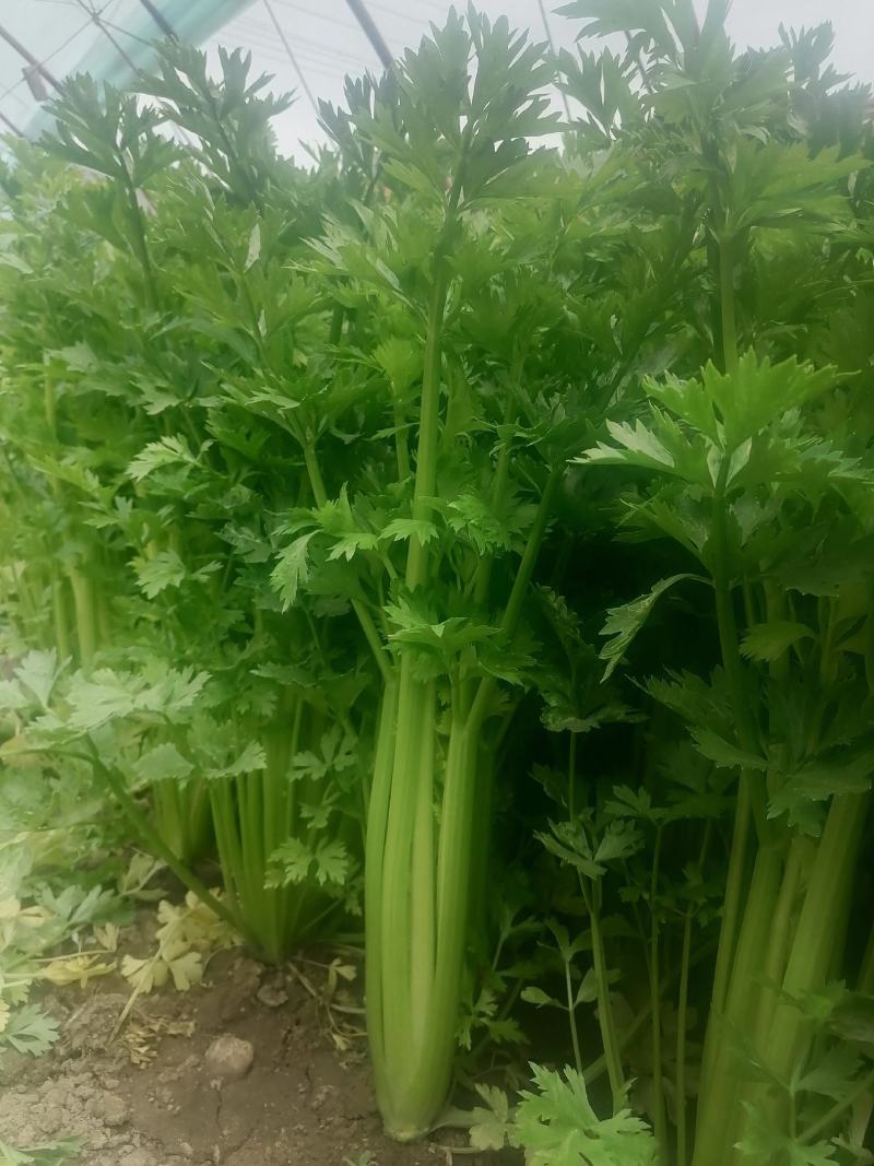 芹菜精品芹菜，货源充足，欢迎各地老板采购