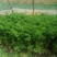 芹菜精品芹菜，货源充足，欢迎各地老板采购