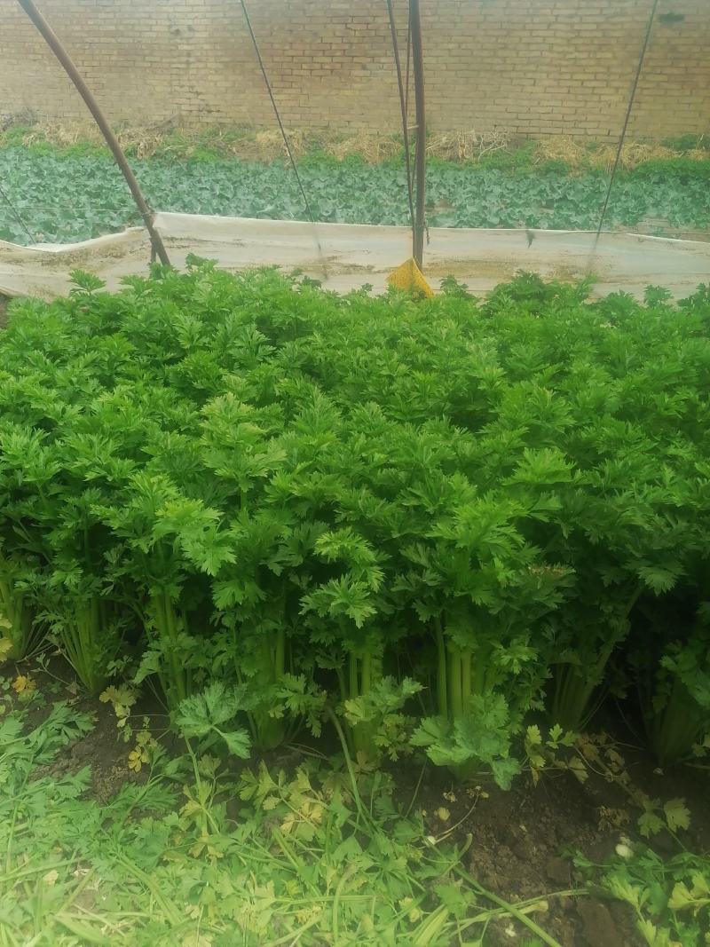 芹菜精品芹菜，货源充足，欢迎各地老板采购